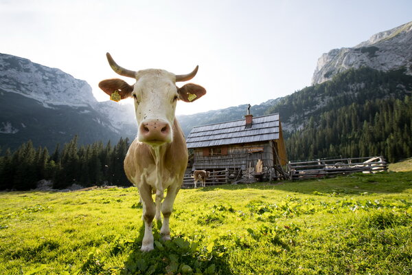 Kmetija gartner galerija13 Lucija Gartner 1